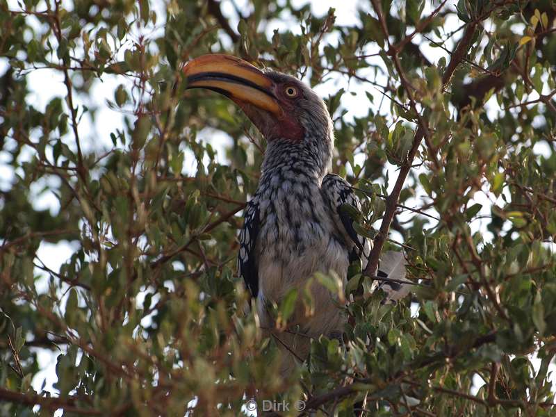 zuid-afrika kruger park neushoornvogel