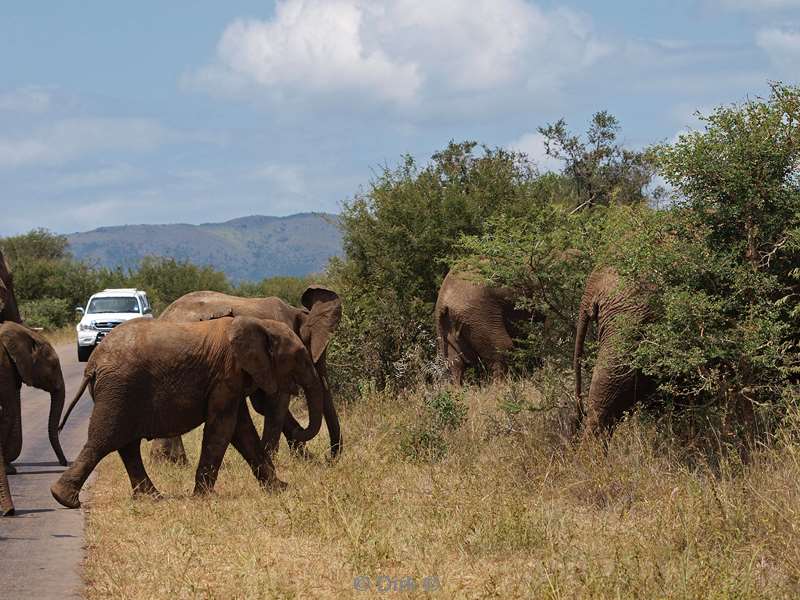 south africa kruger park elephants