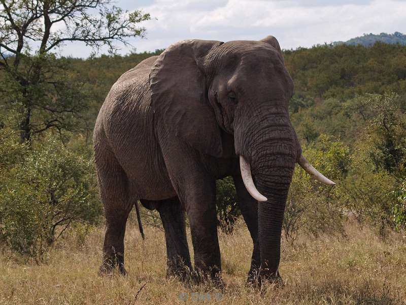 south africa kruger park elephants