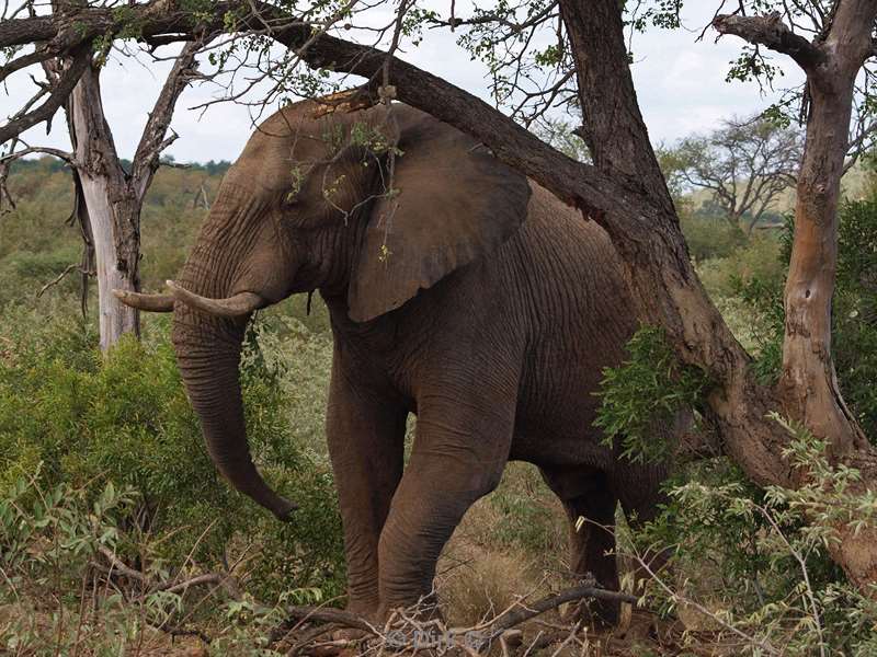 south africa kruger park elephants