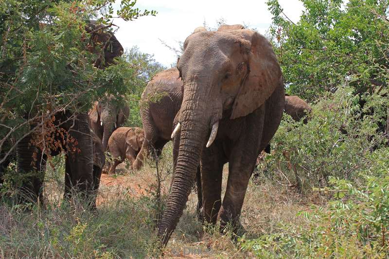 zuid-afrika kruger park olifanten