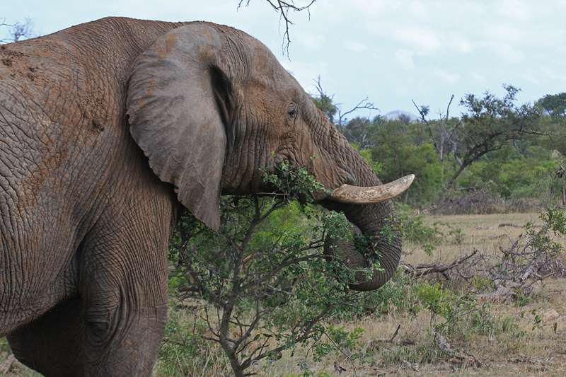 south africa kruger park elephants