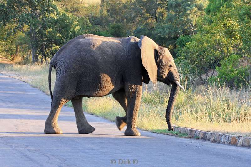 zuid-afrika kruger park olifanten