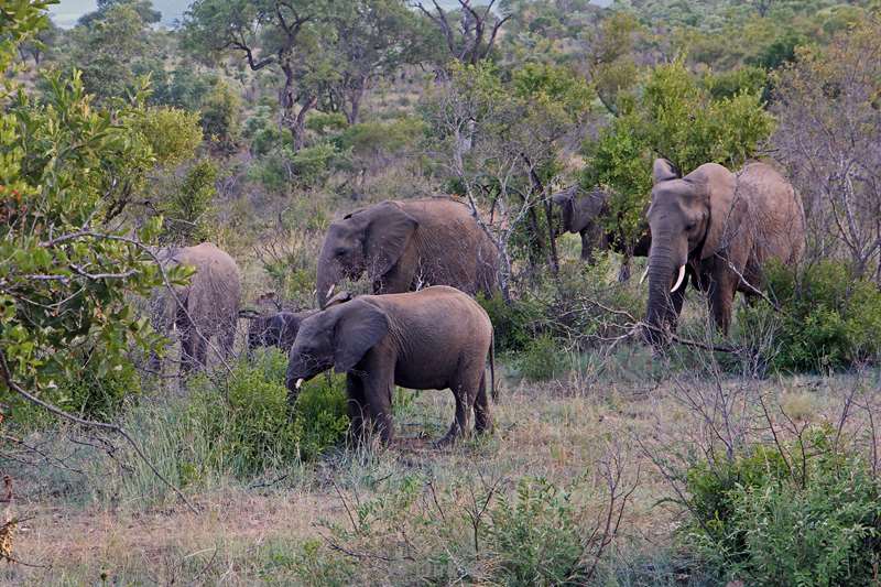 south africa kruger park elephants