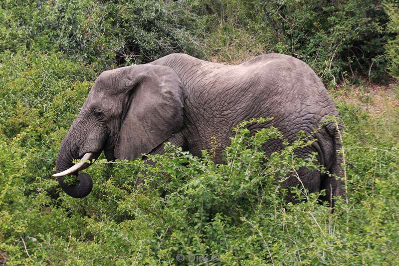 south africa kruger park elephants