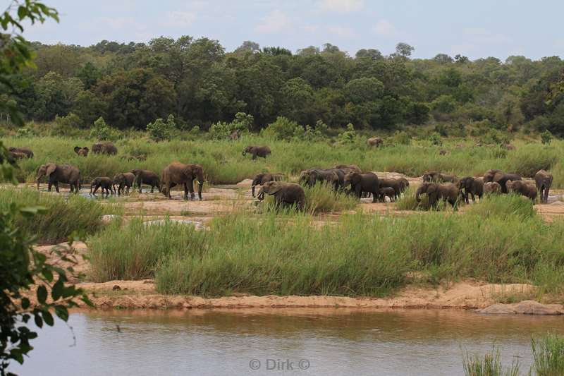 zuid-afrika kruger park olifanten