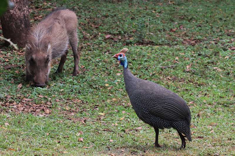 south africa kruger park birds