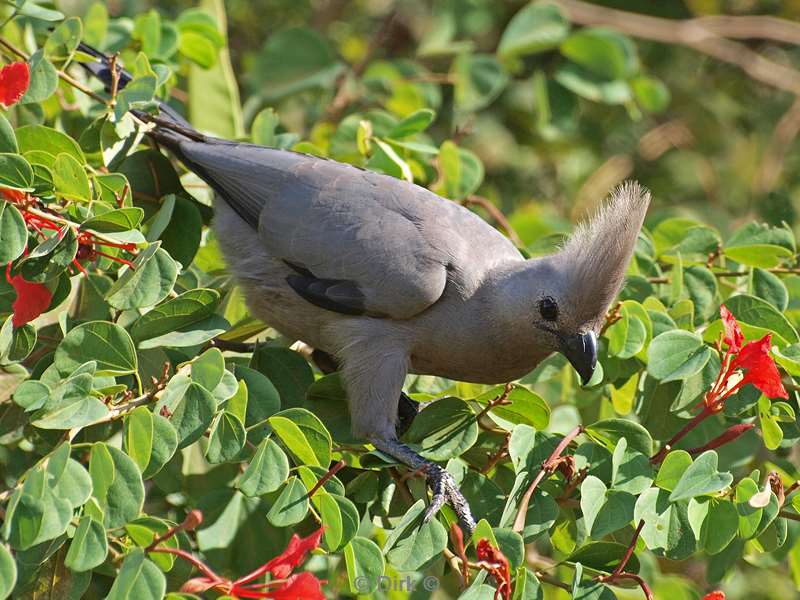 south africa kruger park birds