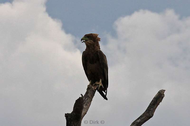 zuid-afrika kruger park aap