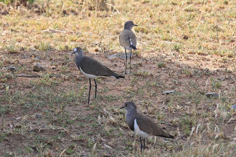 zuid-afrika kruger park vogels