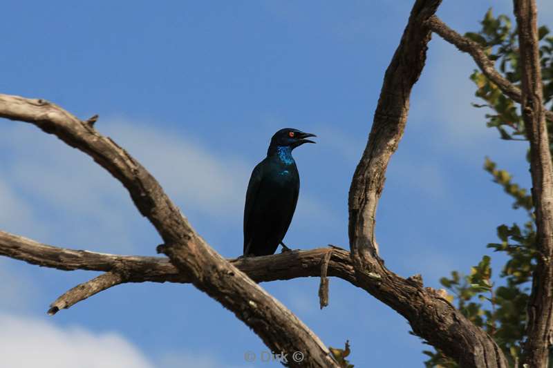 zuid-afrika kruger park vogels