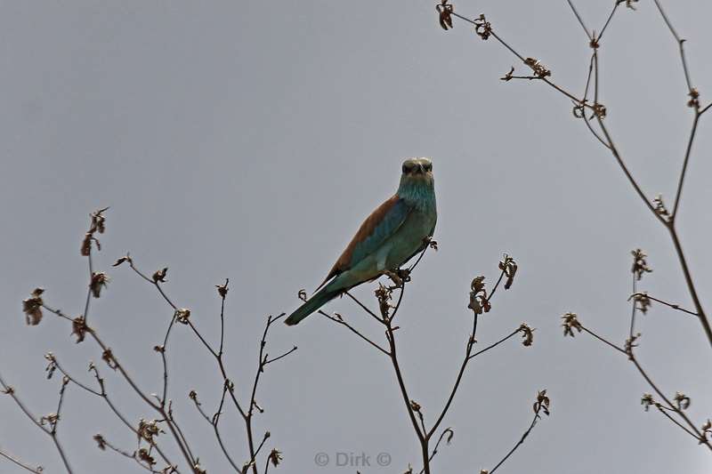 south africa kruger park birds