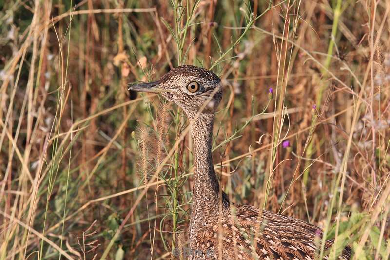 zuid-afrika kruger park vogels