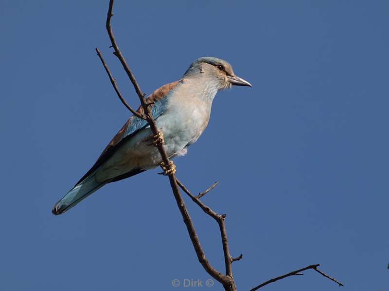 zuid-afrika kruger park vogels