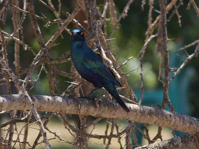 zuid-afrika kruger park vogels