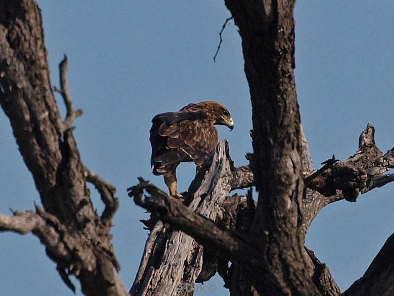 south africa kruger park birds