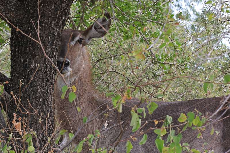 zuid-afrika kruger park waterbokken