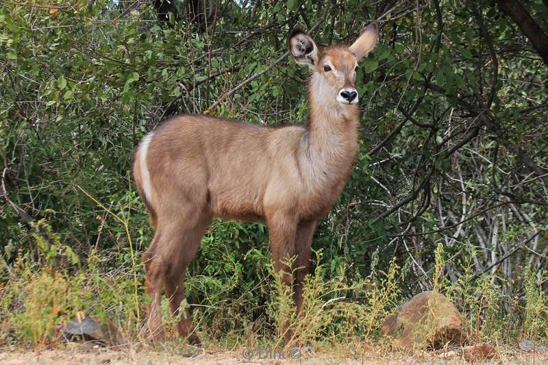 zuid-afrika kruger park waterbokken