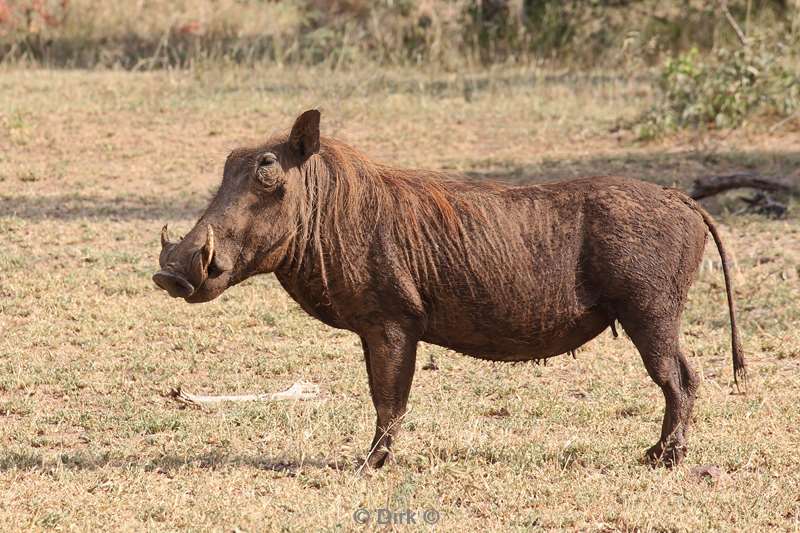 zuid-afrika kruger park wrattenzwijnen