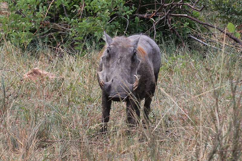 zuid-afrika kruger park wrattenzwijnen