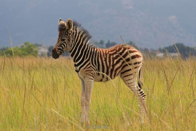 zuid-afrika kruger park zebras