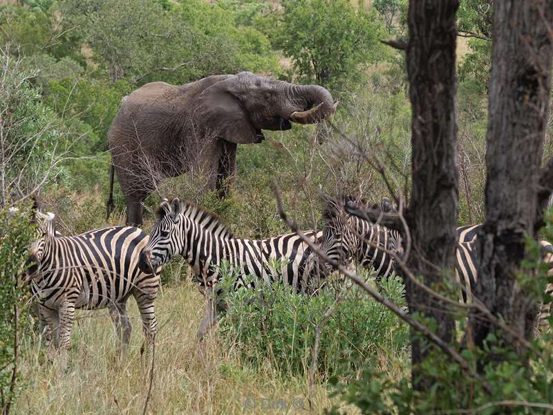 zuid-afrika kruger park zebras