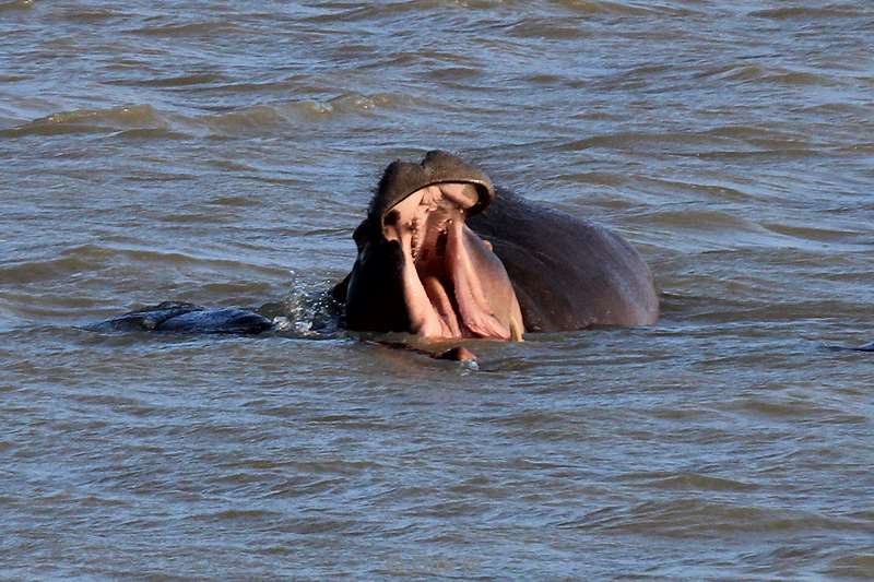 south africa st lucia hippopotamus