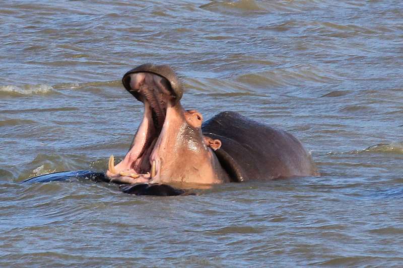 south africa st lucia hippopotamus