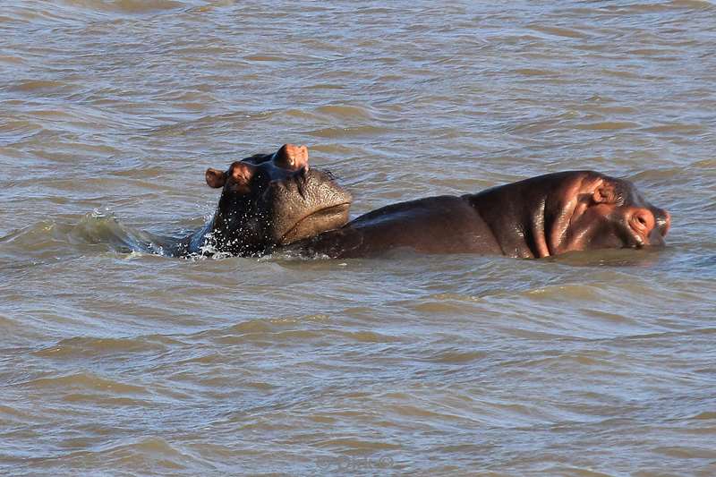 south africa st lucia hippopotamus