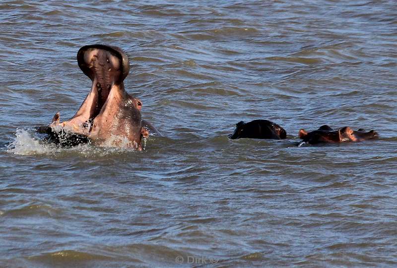 south africa st lucia hippopotamus