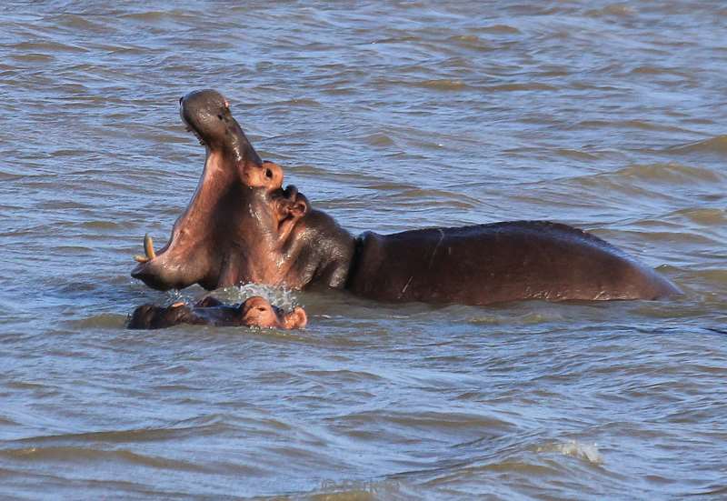 south africa st lucia hippopotamus