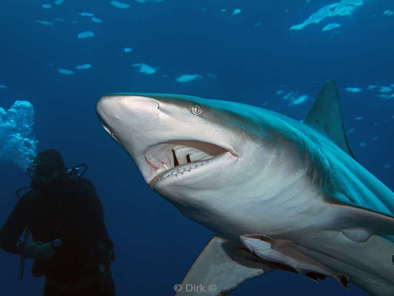 diving south africa ocean blacktip shark