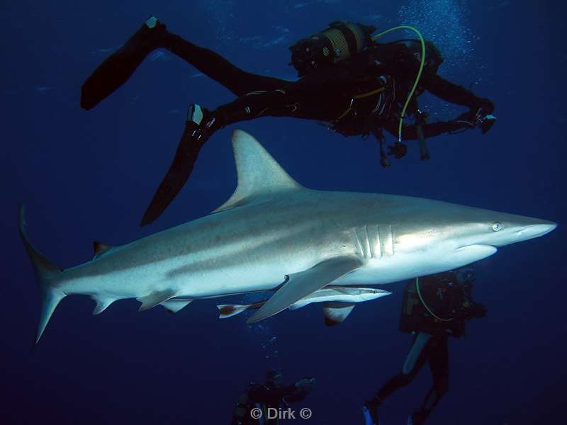 duiken zuid-afrika cean blacktip shark