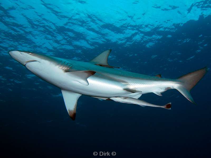 diving south africa cean blacktip shark