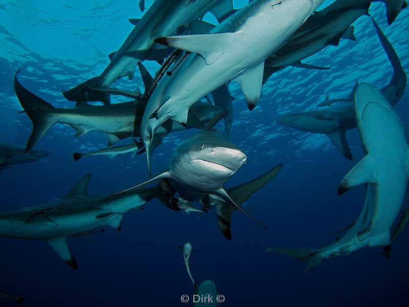 diving south africa ocean blacktip shark