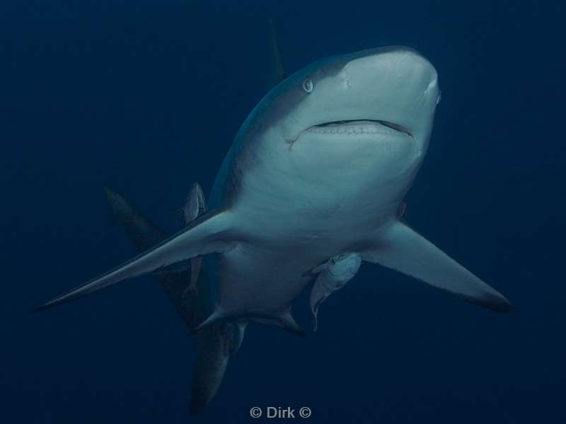 diving south africa ocean blacktip shark