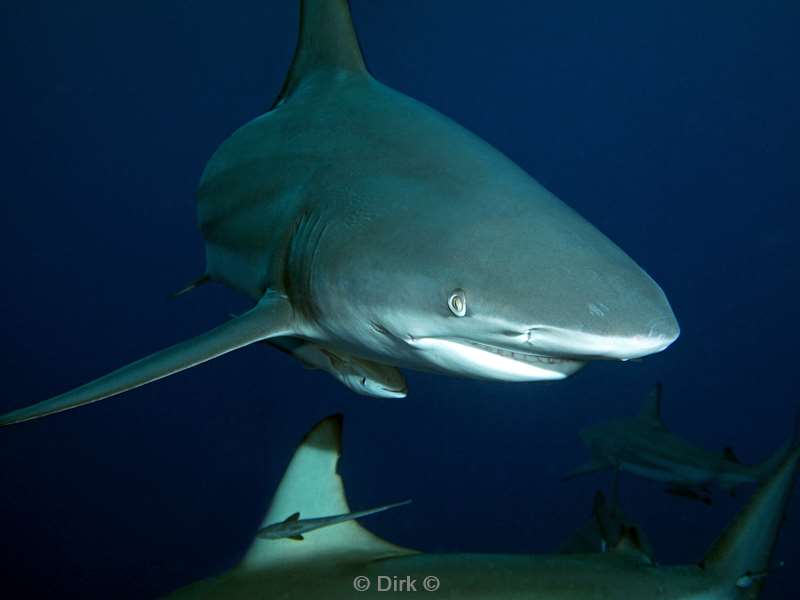 diving south africa ocean blacktip shark