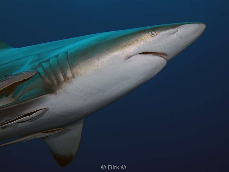 diving south africa ocean blacktip shark