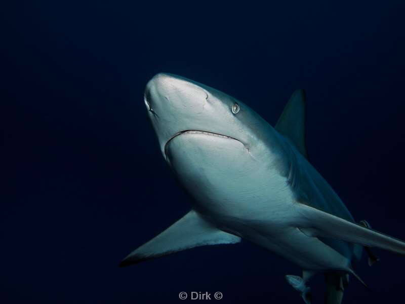 duiken zuid-afrika ocean blacktip shark