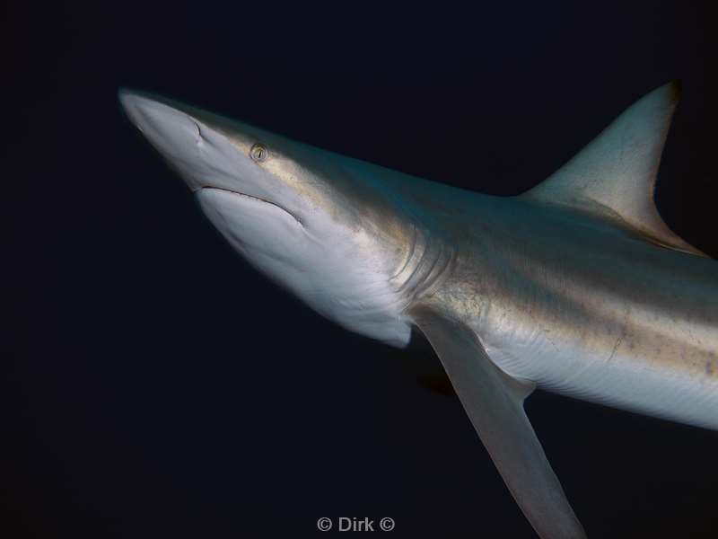 duiken zuid-afrika ocean blacktip shark