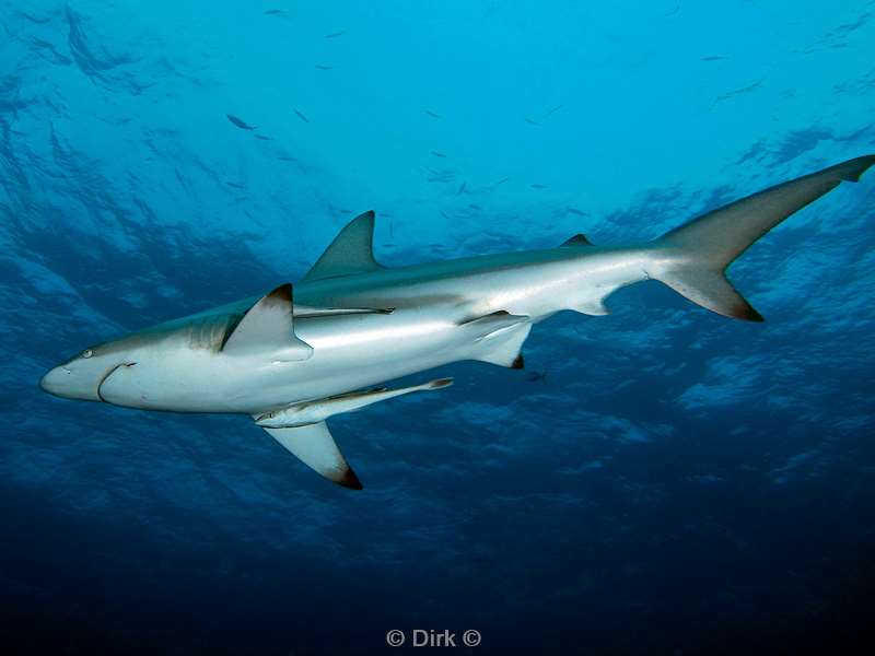 duiken zuid-afrika ocean blacktip shark