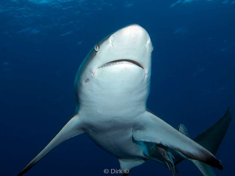 diving south africa ocean blacktip shark