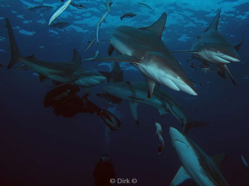 diving south africa ocean blacktip shark