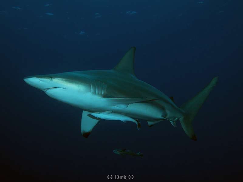 diving south africa ocean blacktip shark