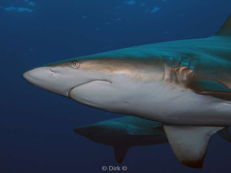 diving south africa ocean blacktip shark