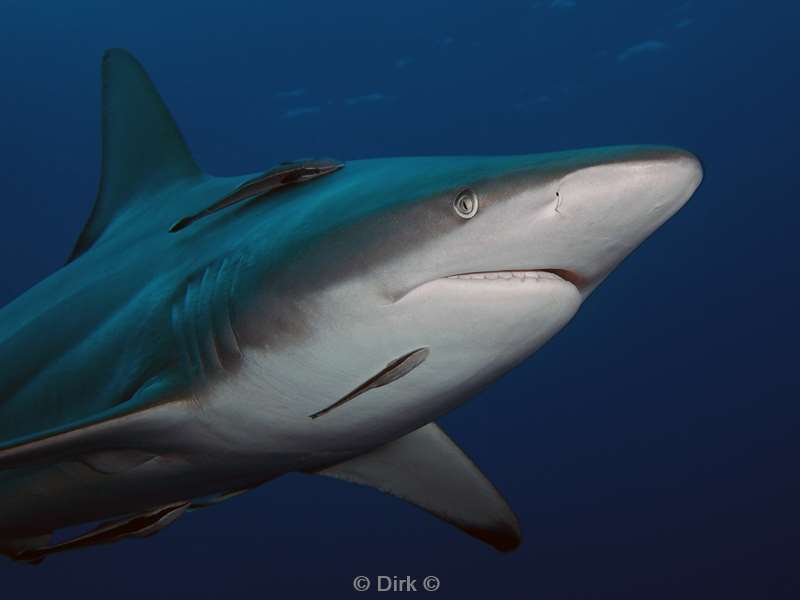 diving south africa ocean blacktip shark