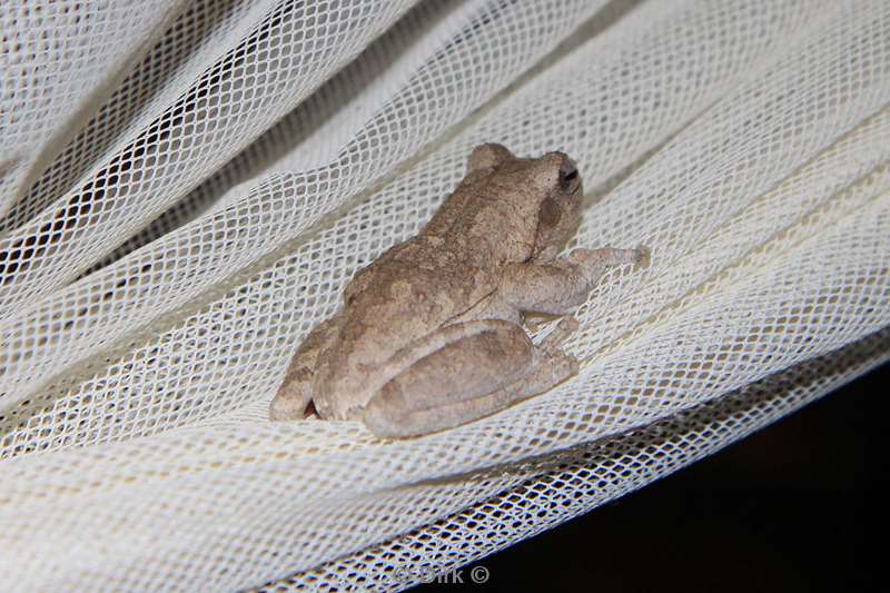 zuid-afrika treefrog pezulu treehouse lodge guernsey conservancy