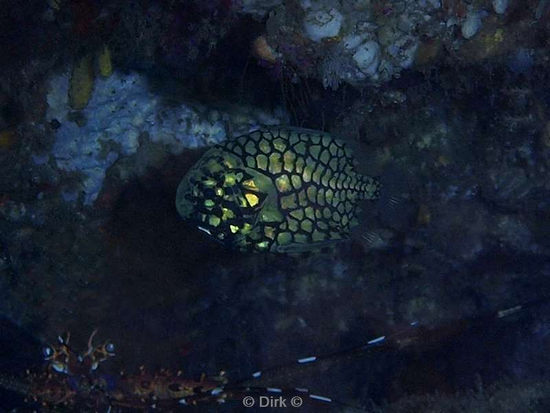 duiken zuid-afrika pineapple-fish