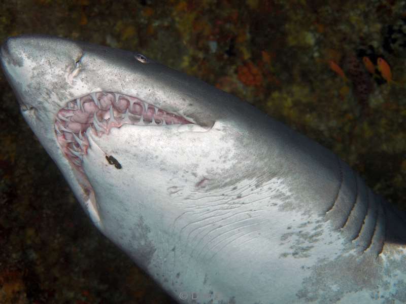 duiken zuid-afrika ragged tooth shark