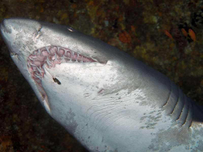 duiken zuid-afrika ragged tooth shark